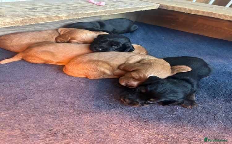 Cocker Spaniel dogs - Advert 1