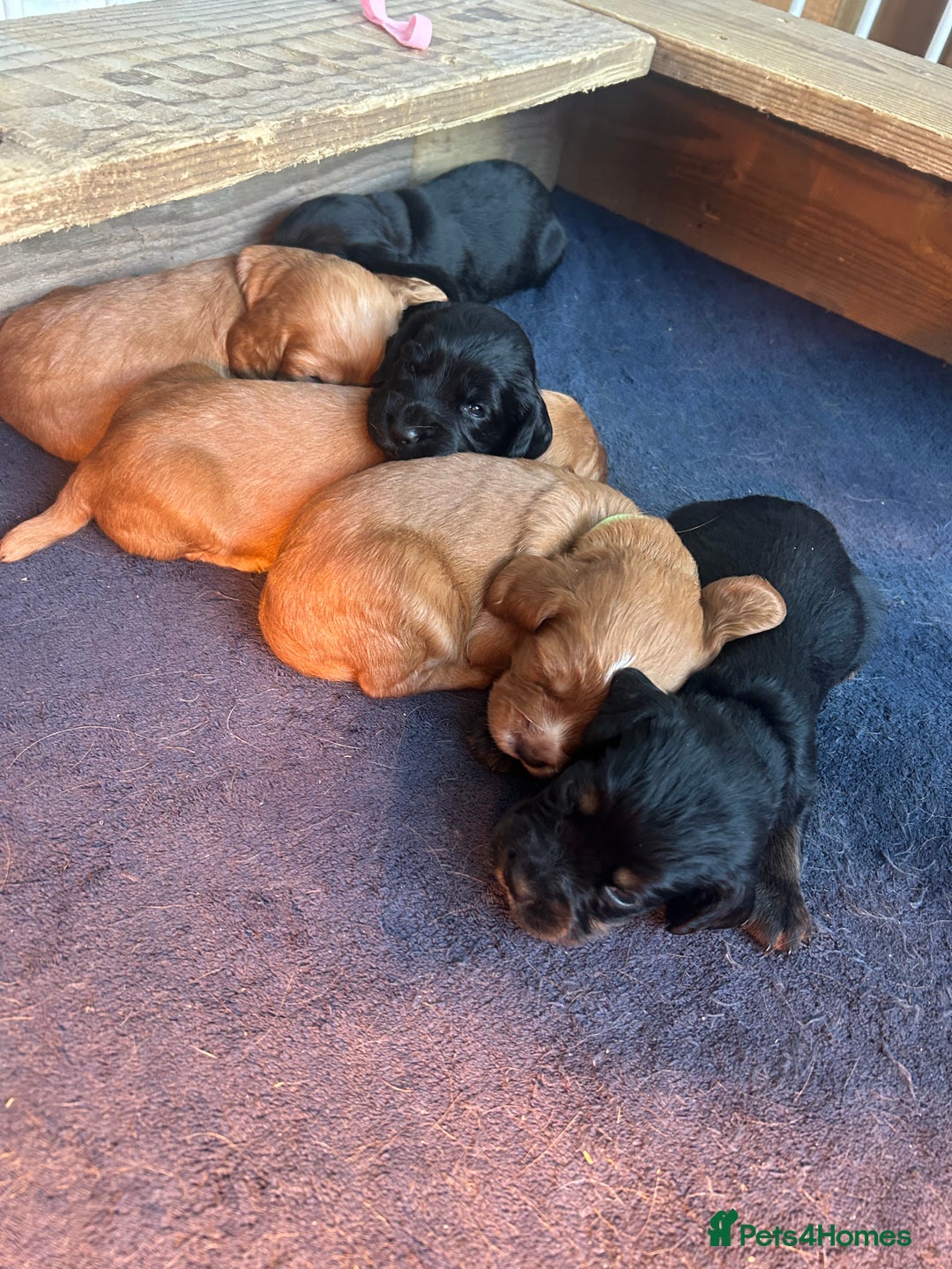 Cocker Spaniel dogs for sale: Working Cocker Spaniel  - Image 1