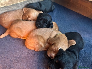 Cocker Spaniel dogs for sale - Advert 1