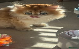 British Longhair cats for sale: STUNNINGLY BEAUTIFUL RARE GOLDEN BRITISH LONGAHIR  - Image 7