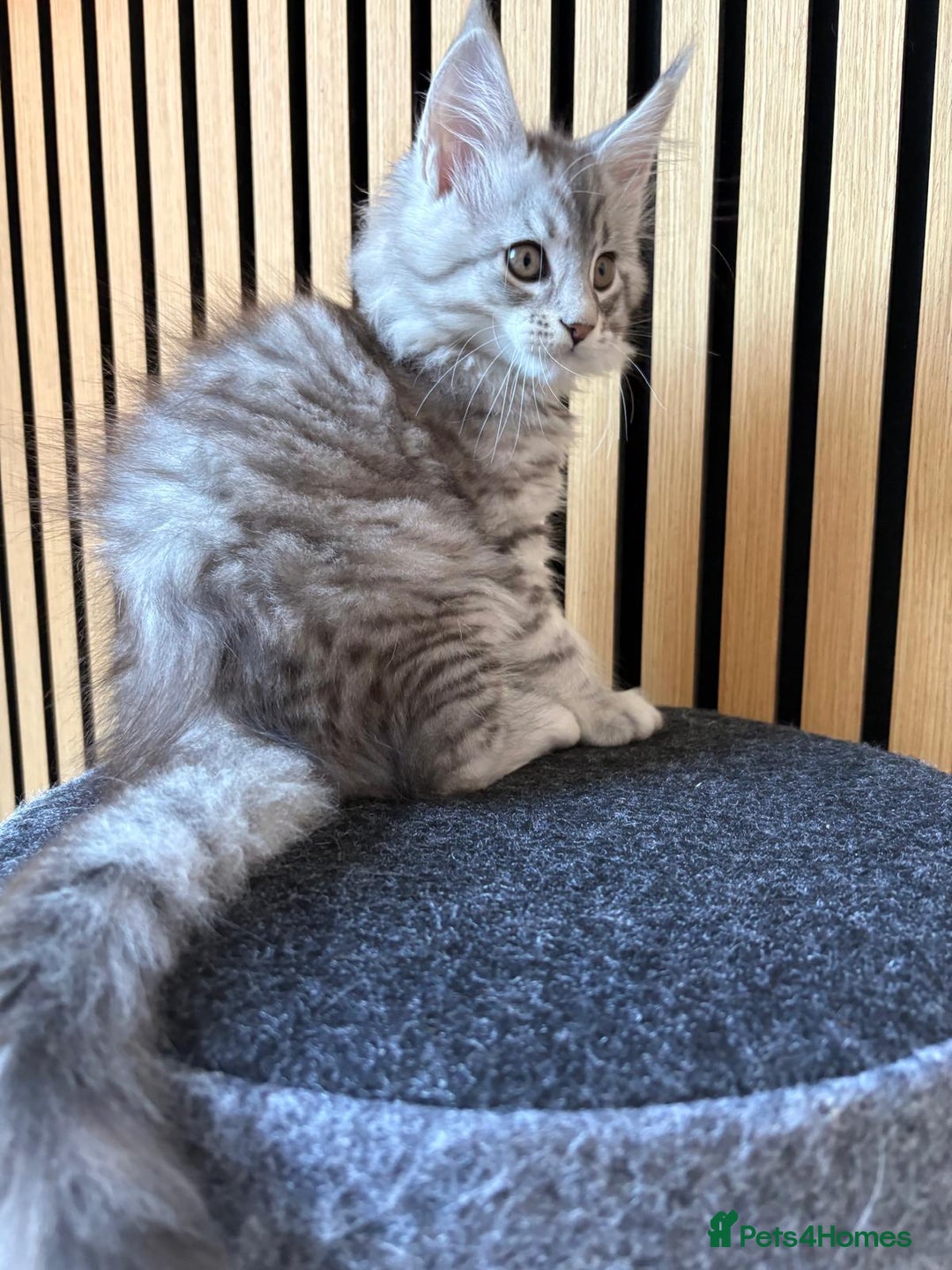 Maine Coon cats for sale: XL Maine Coon Kittens for Sale – TICA Reg - Advert 28