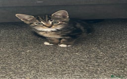 Domestic Shorthair cats for sale: 7 very adorable kittens ready now  - Image 17