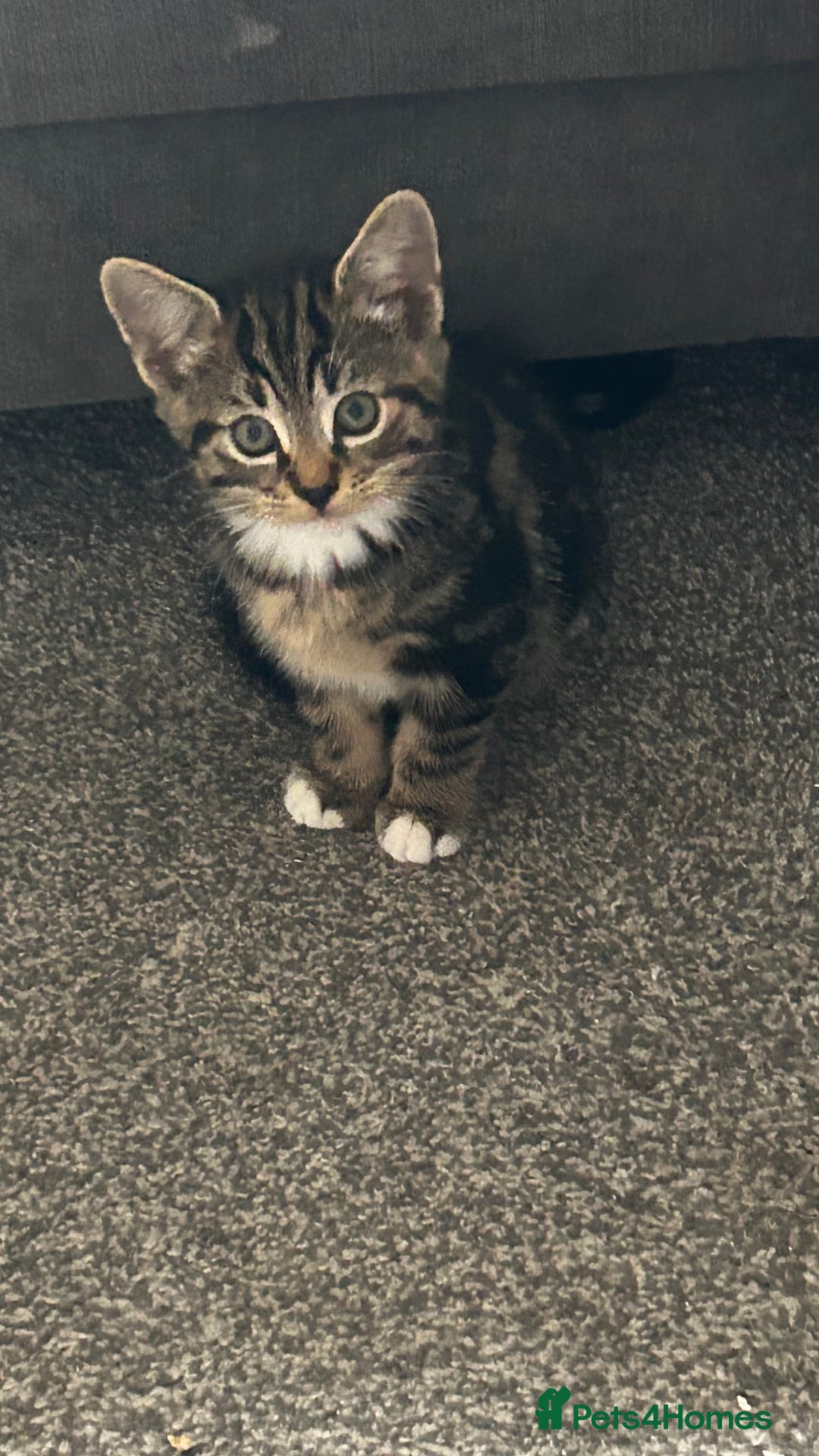 Domestic Shorthair cats for sale: 7 very adorable kittens ready now  - Image 17