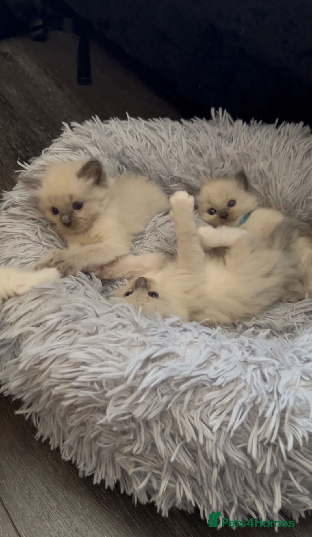 Ragdoll cats for sale: Ragdoll kittens  in Glenrothes - Advert 2