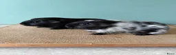 Guinea Pig rodents for sale: Black & Dalmatian Brothers - Advert 3