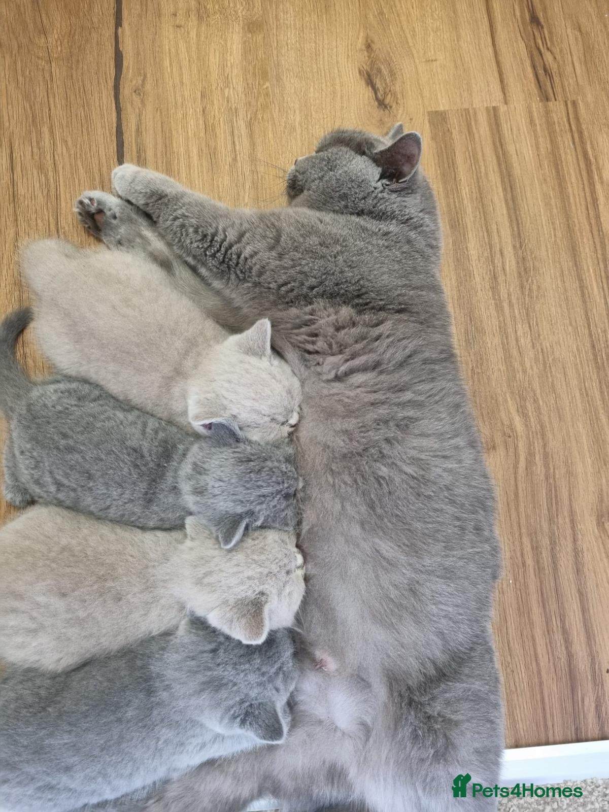 British Shorthair cats Beautiful GCCF Registered Kittens for Sale. - Advert 2