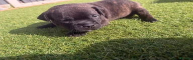 Staffordshire Bull Terrier 2