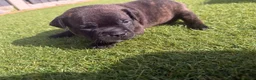 Staffordshire Bull Terrier dogs for sale: KC Registered Red/Brindle Staffy Puppies - Advert 20