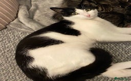 Mixed Breed cats for sale: Black and white male cat  - Advert 2