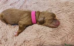 Cockapoo dogs for sale: STUNNING FOX RED WITH WHITE MARKINGS HEALTH TESTED - Image 3