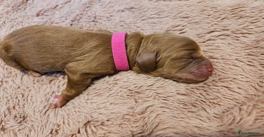 Cockapoo dogs - Advert 13