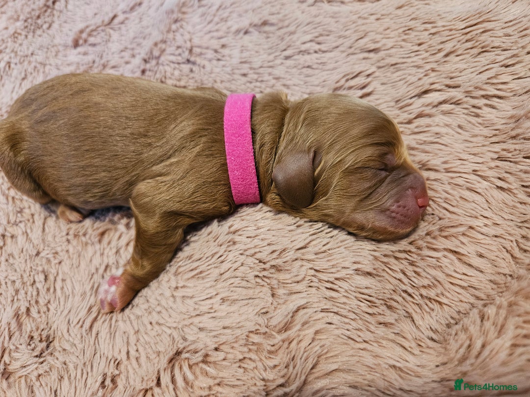 Cockapoo dogs for sale: STUNNING FOX RED WITH WHITE MARKINGS HEALTH TESTED - Image 3