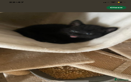 Mixed Breed cats for sale: Scottish fold cross for sale  - Image 26