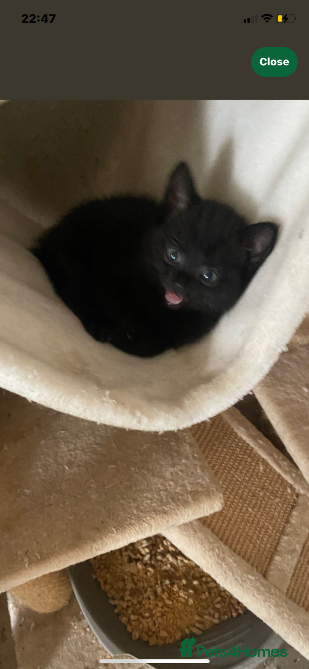 Mixed Breed cats for sale: Scottish fold cross for sale  - Image 26