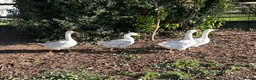 Geese poultry for sale: Female geese - Advert 5