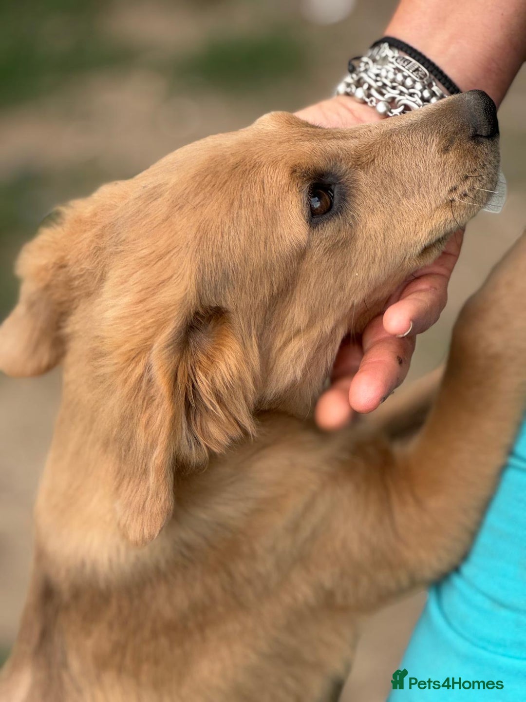 Mixed Breed dogs for adoption: THEO - a Superb Puppy Boy, for a Loving Home - Image 18
