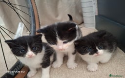 Mixed Breed cats for sale: 4 beautiful kittens  - Image 10