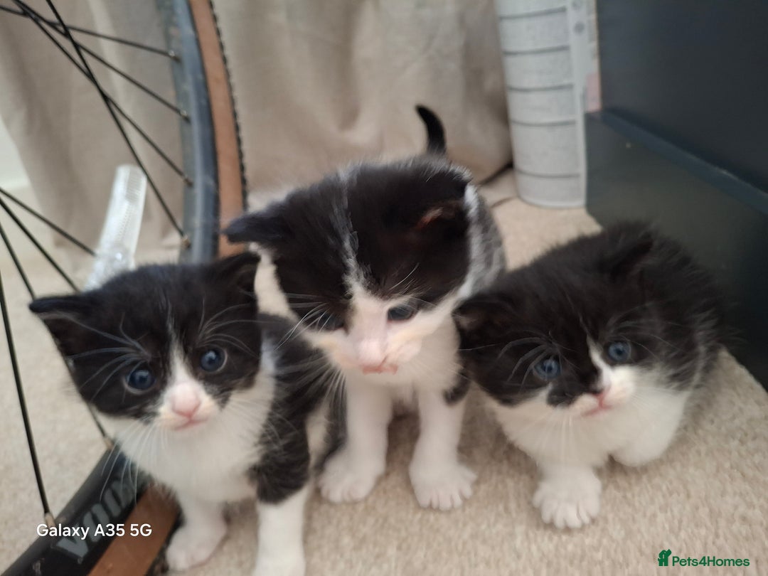 Mixed Breed cats for sale: 4 beautiful kittens  - Image 10