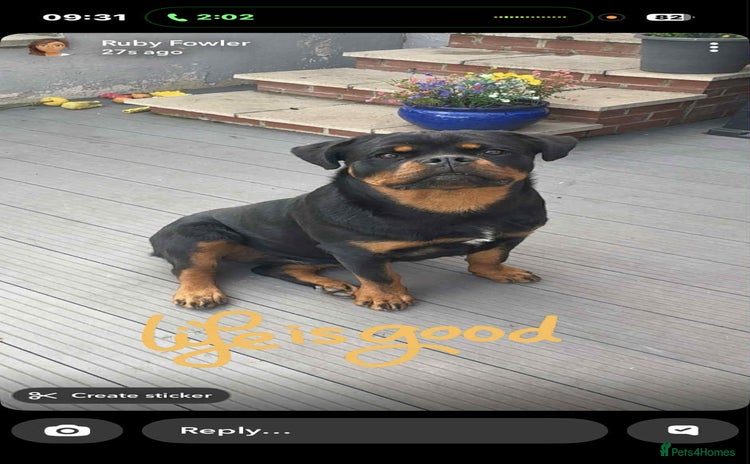Rottweiler dogs - Advert 14