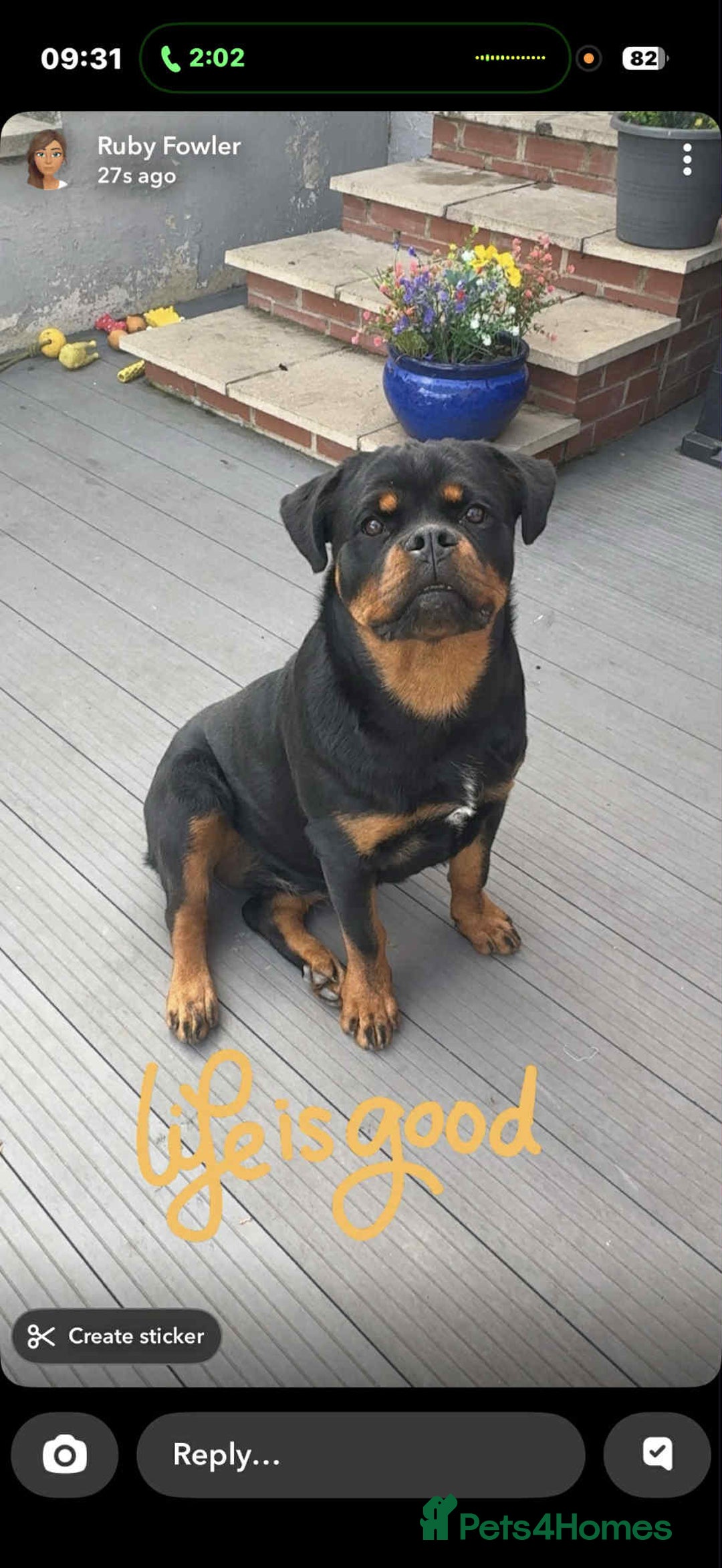 Rottweiler dogs for sale: Mr fowler - Image 1