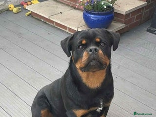 Rottweiler dogs - Advert 6