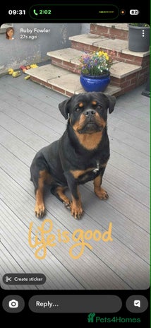 Rottweiler dogs - Advert 7