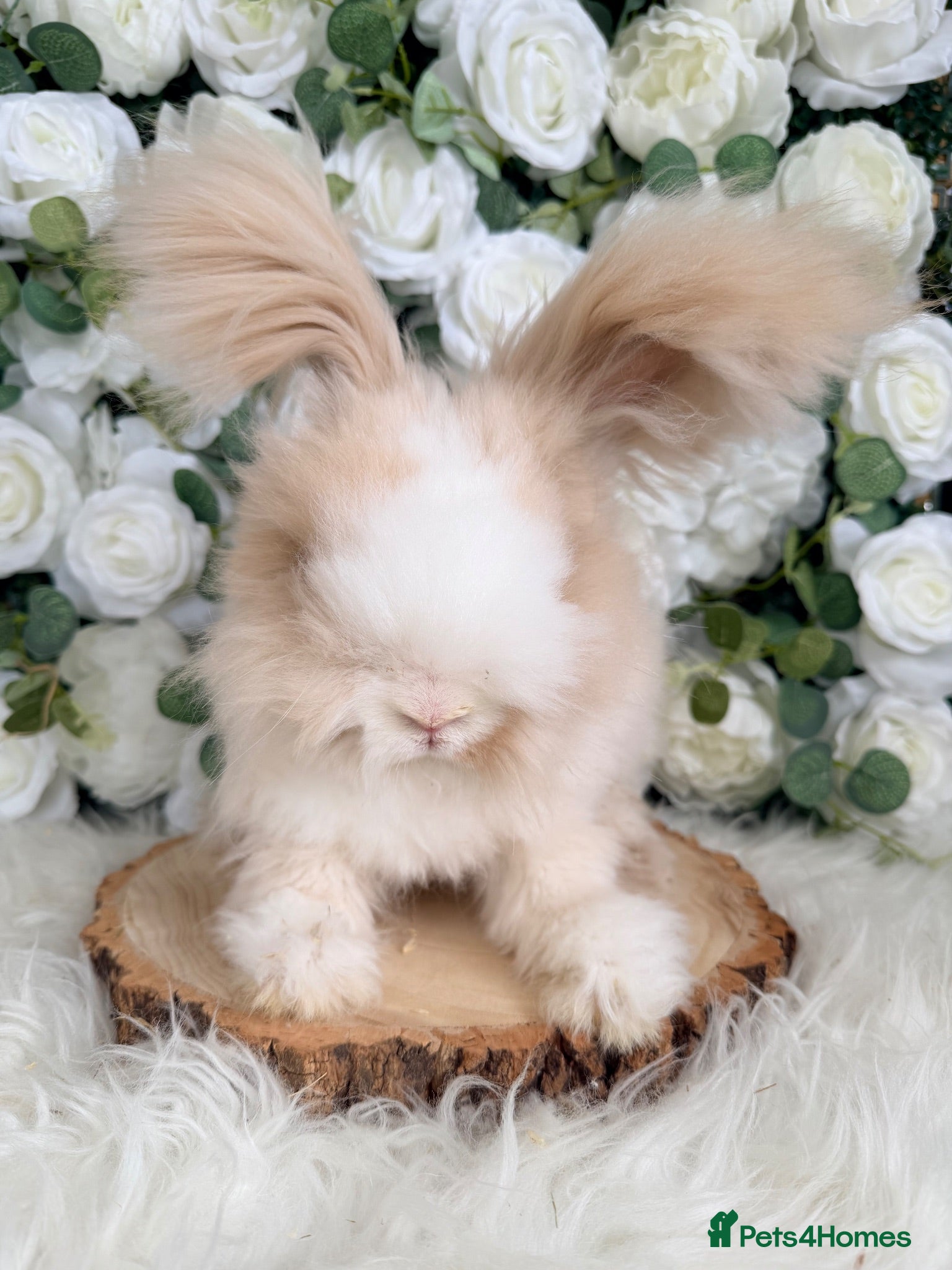 Angora rabbits Vaccinated Angoras ~ Ready Now - Advert 15
