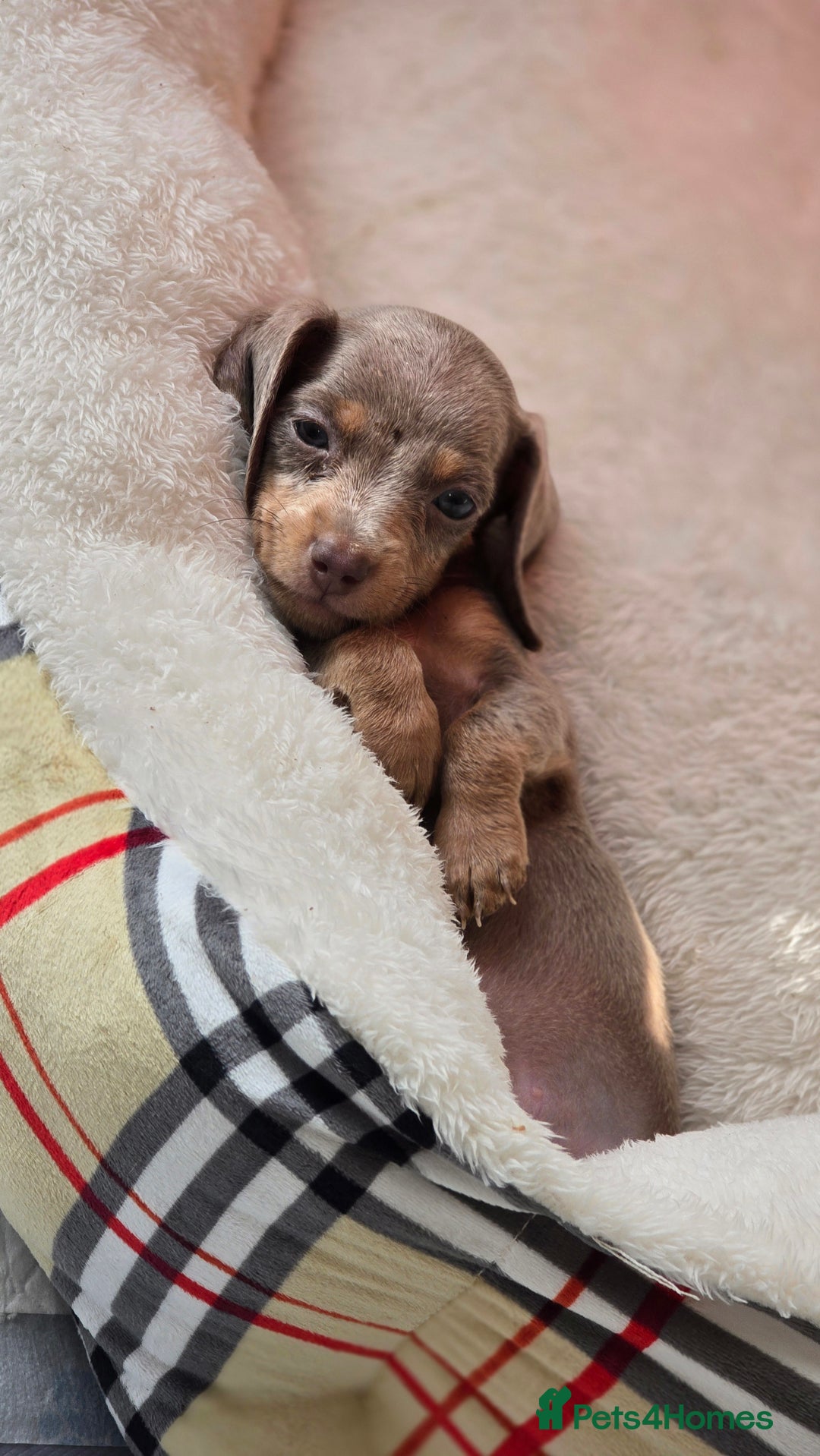 Miniature Dachshund dogs for sale: Mini dachahunds for sale  - Image 3