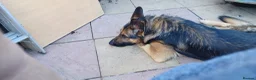 German Shepherd dogs for sale: KASHIAN.  URGENT in Chichester - Advert 8