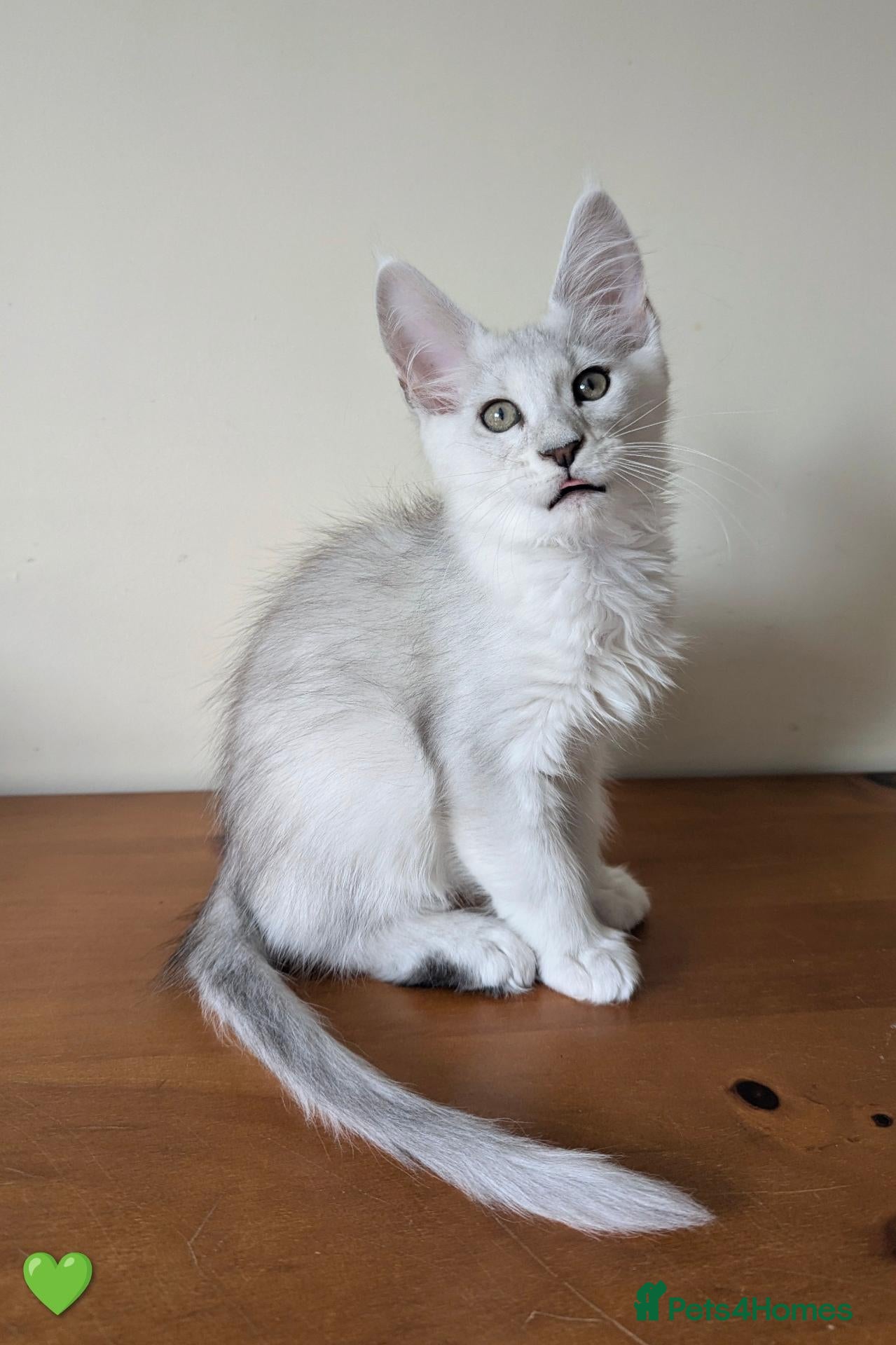 Maine Coon cats Maine Coon Kittens  - Advert 1