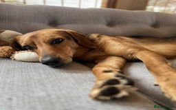 Mixed Breed dogs for adoption: Jeff is looking for the best forever home  - Image 10
