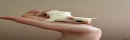 Sugar Glider rodents for sale: Rare leu - Advert 2