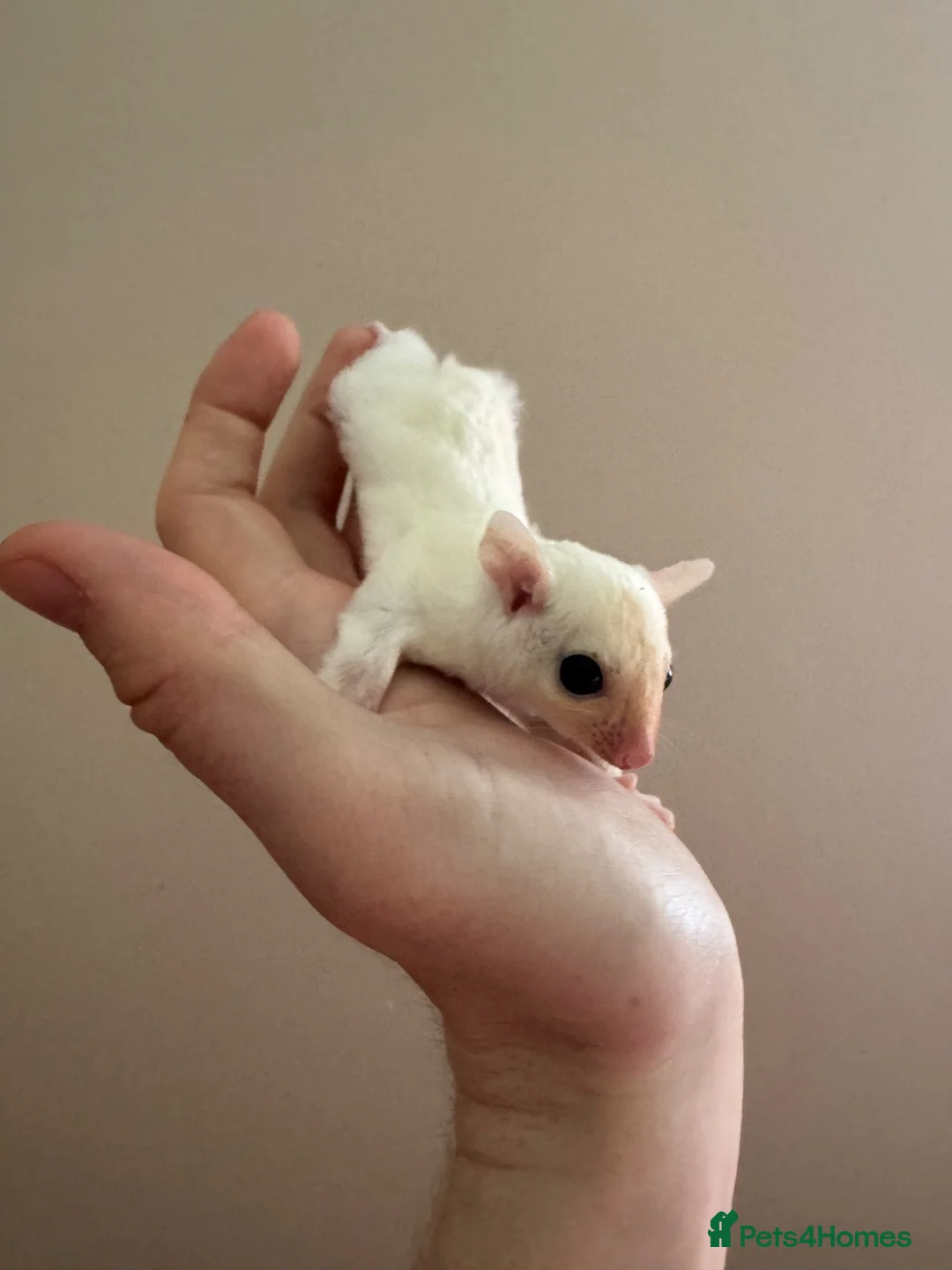 Sugar Glider rodents for sale: Rare leu - Advert 2