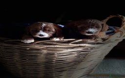 Cavapoo dogs for sale: Beautiful Cavapoo Pups  - Image 8