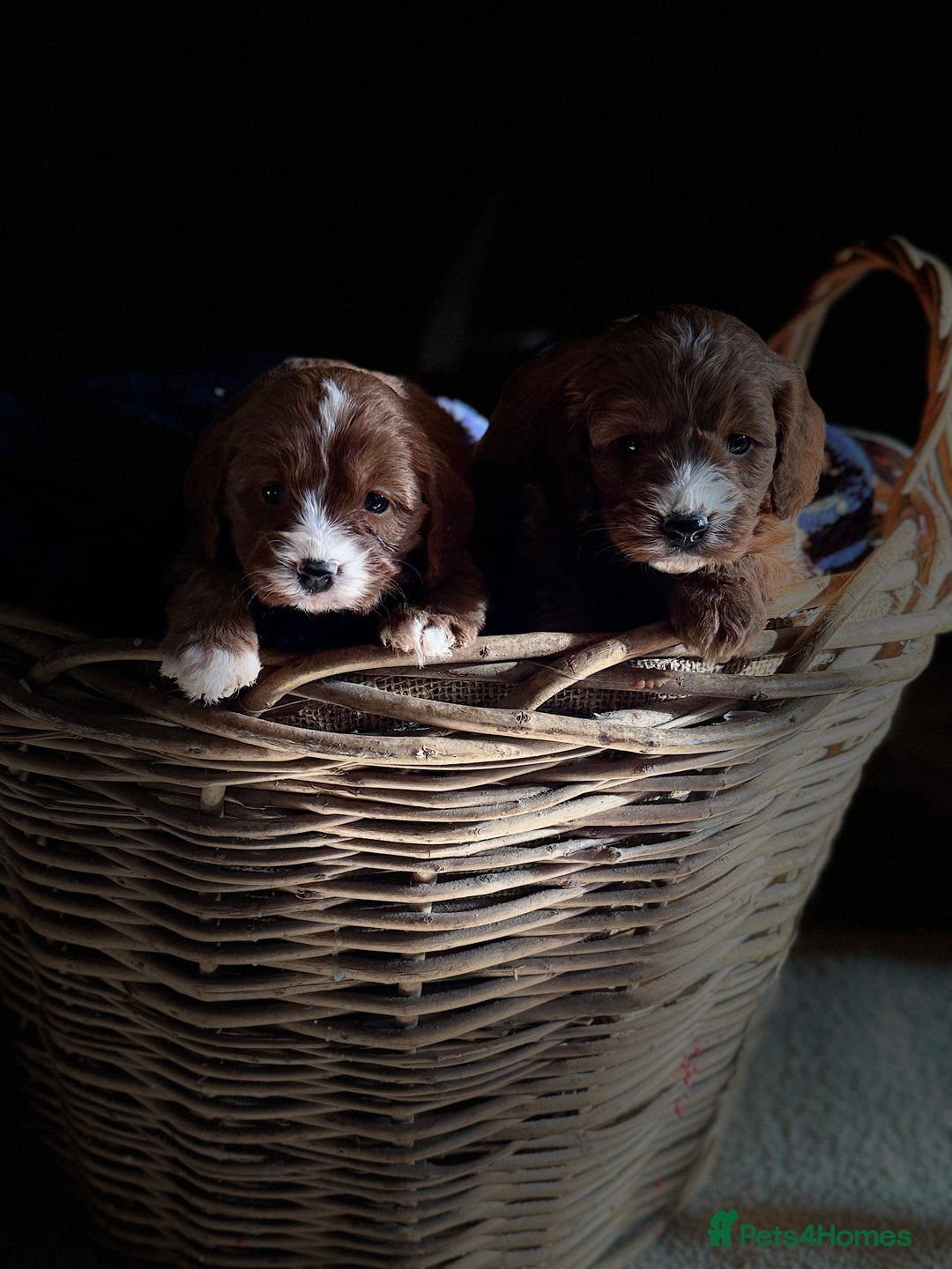 Cavapoo dogs for sale: Beautiful Cavapoo Pups  - Image 8