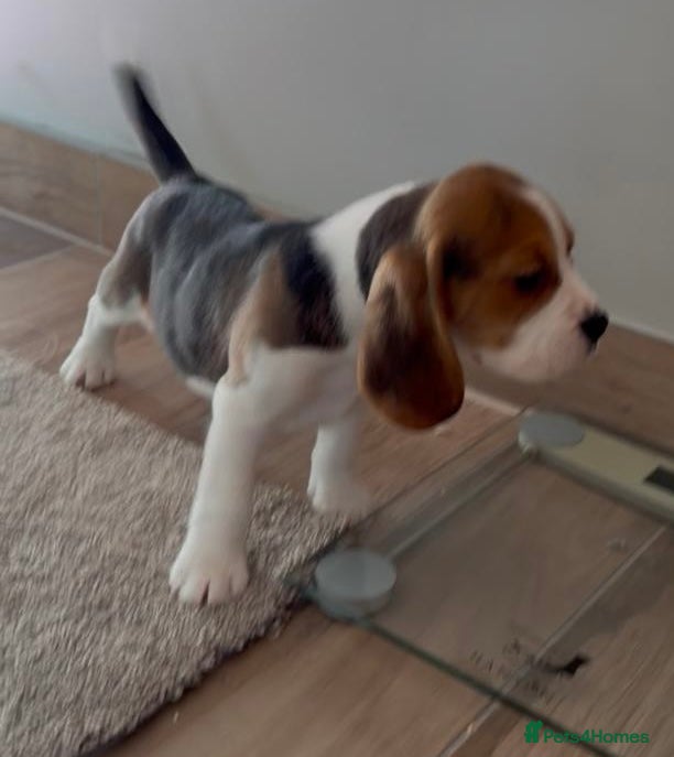Beagle dogs Kc reg Charterwood /Davicard  Show winning    - Advert 1