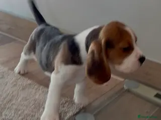 Beagle dogs Kc reg Charterwood /Davicard Show winning - Advert 1