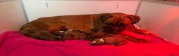 Boxer dogs for sale: Kc Reg Bobtail & tailed boxers  - Advert 3