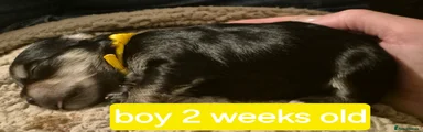 Morkie Puppy 4