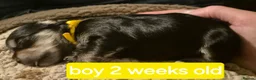Morkie dogs for sale: Morkie puppies - Advert 4
