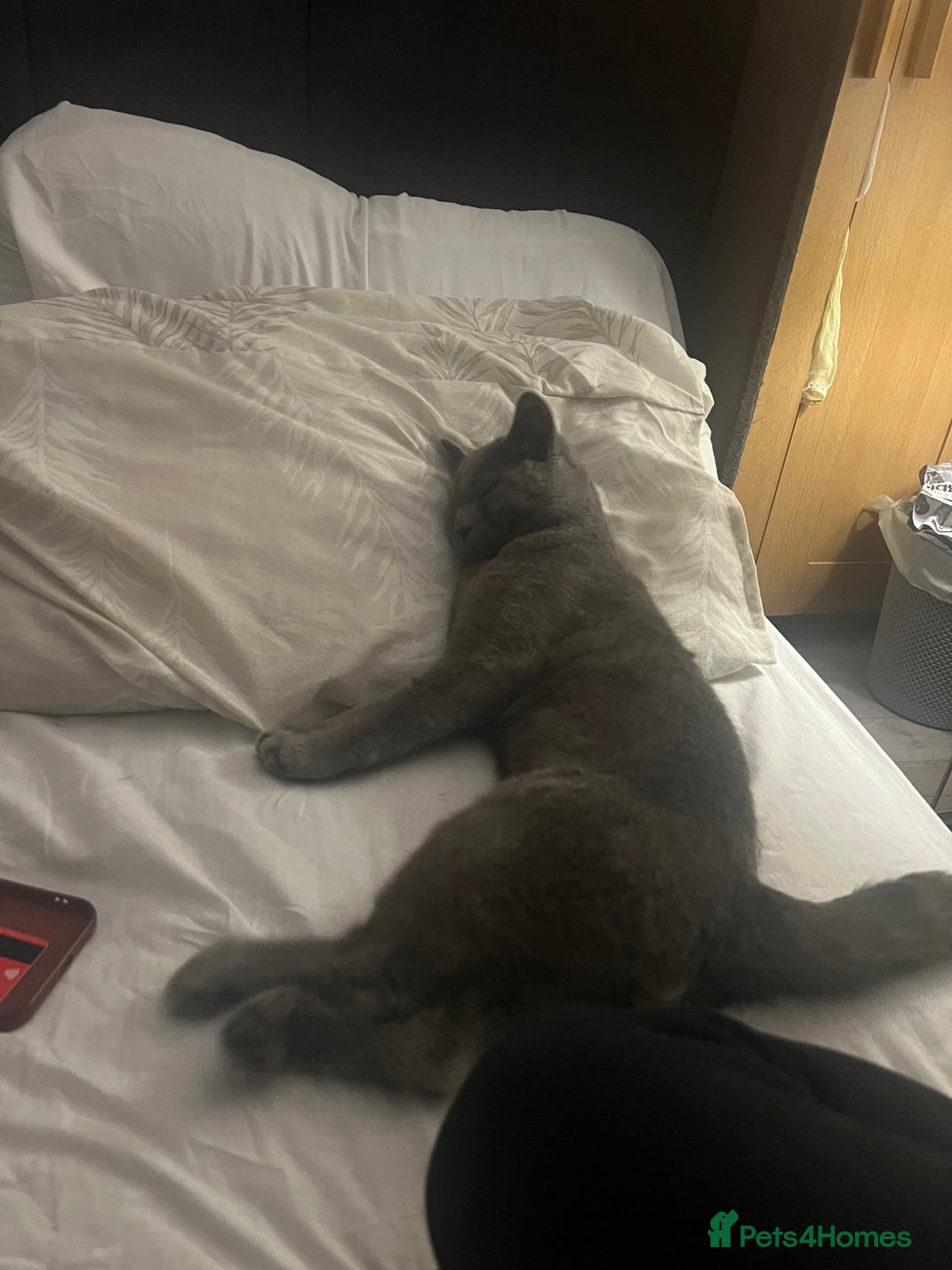 British Shorthair cats for sale: 14-Month-Old British Shorthair - Image 5