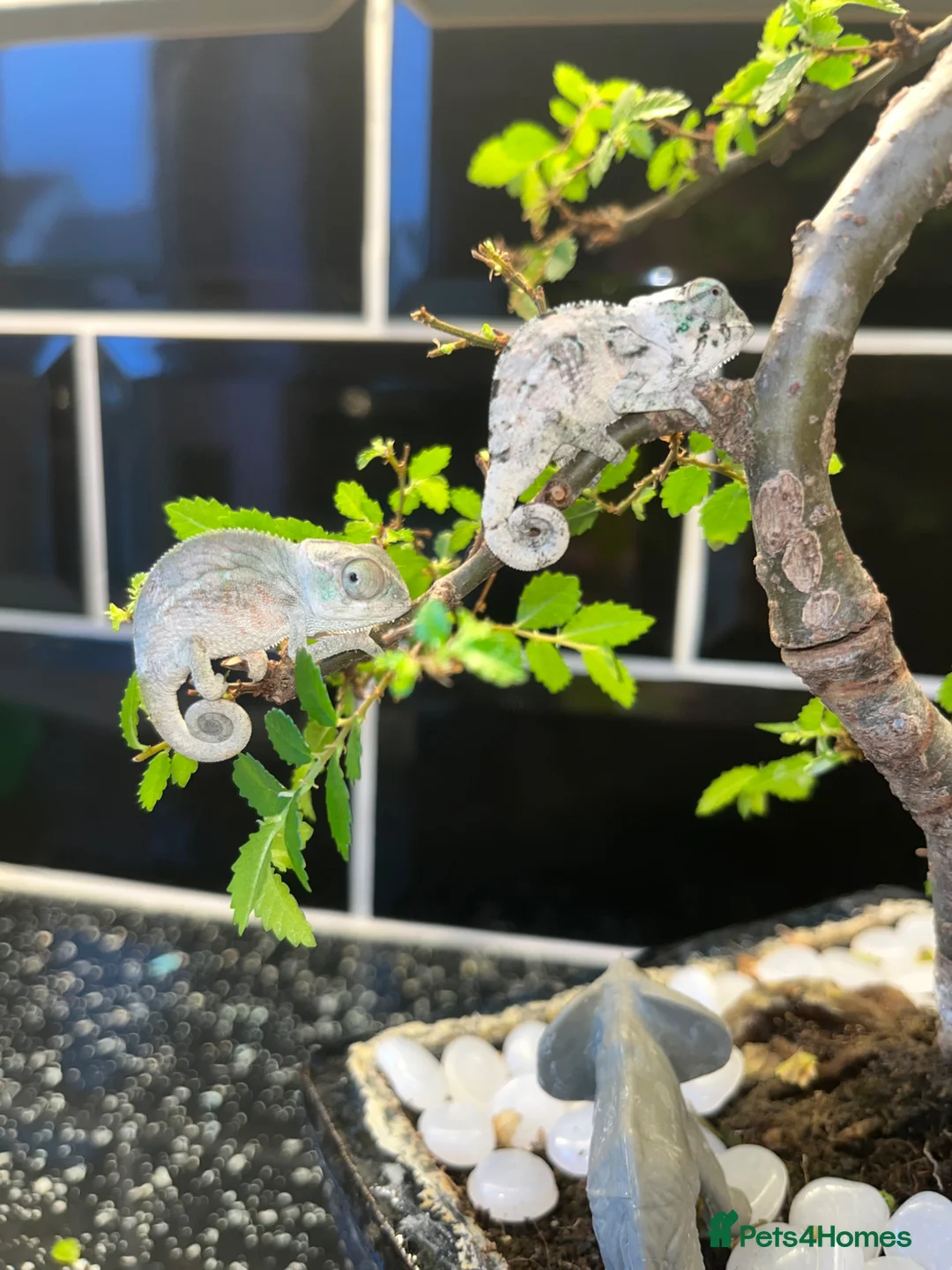 Chameleon reptiles for sale: Ambilobe Panther Chameleons  - Advert 2
