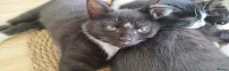 Mixed Breed cats for sale: 4 tuxedo black/white cuties looking for a home - Advert 8