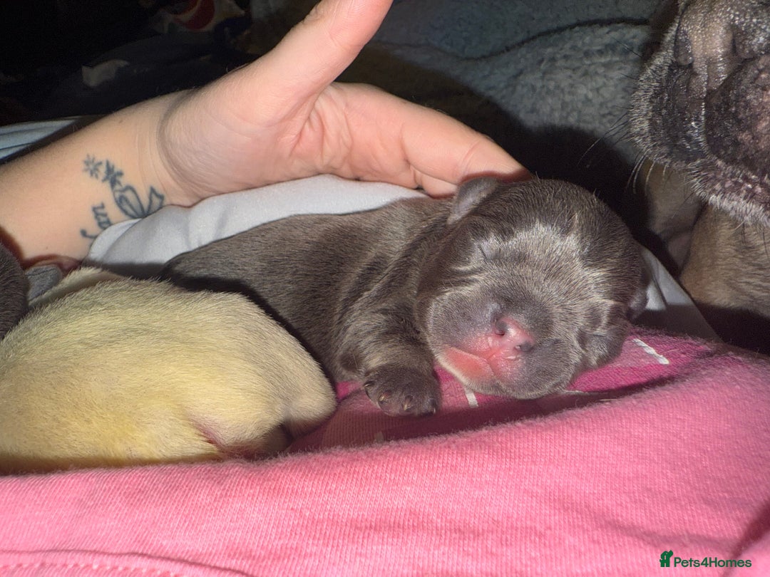 French Bulldog dogs for sale: Puppy frenchies for sale!! - Advert 24