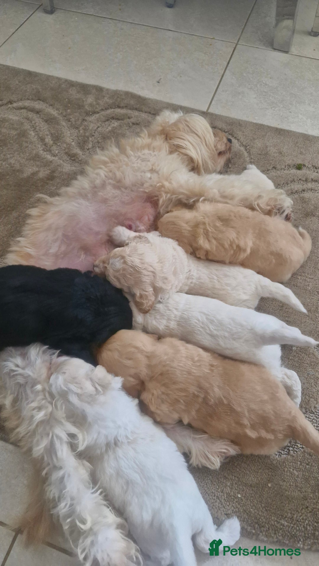 Mixed Breed dogs for sale: Maltipoo puppies  - Image 21
