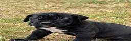 Presa Canario dogs for sale: World class presa canarios  - Advert 8