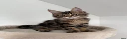 Maine Coon cats for sale: XL Russian Cubs 💙 - Advert 15