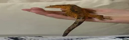 Gecko reptiles for sale: Male crested gecko - Advert 4