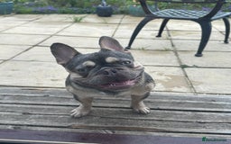 French Bulldog dogs for sale: Adorable 1-Year-Old French Bulldog – KC Registered - Image 9