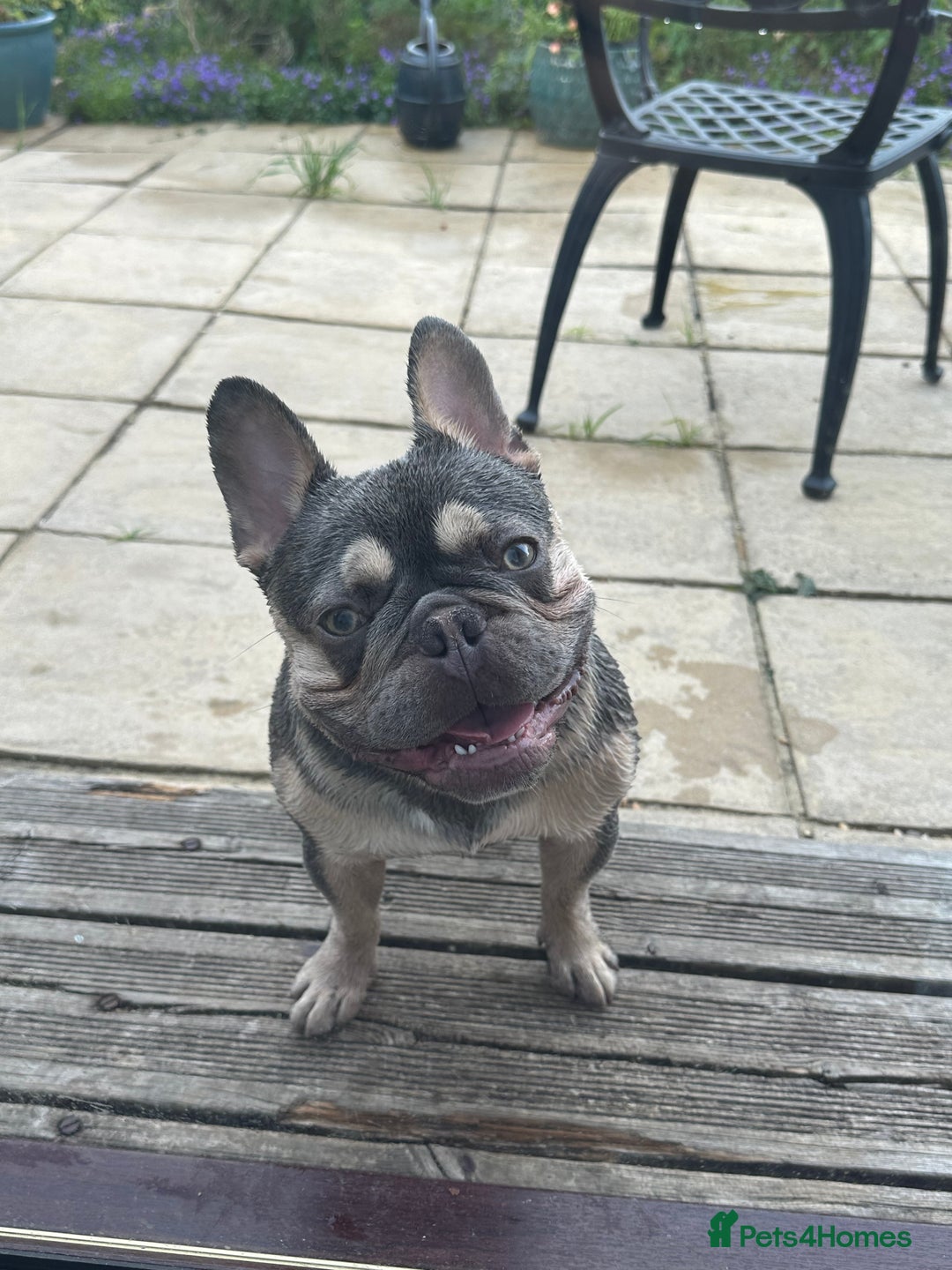 French Bulldog dogs for sale: Adorable 1-Year-Old French Bulldog – KC Registered - Image 9